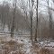snow reaches forest