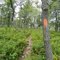 Mid-State Trail Above Bear Meadows Natural Area