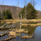 Beaver Pond