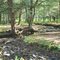 HCWT - Campsite along Jacks Run