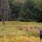 Fall Glade