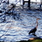 Gull Lake, Ross Township Park, Augusta, MI