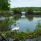 Trumpeter Swan couple with their downy cygnet at Kellogg Bird Santuary