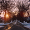 American Elms in the cold of winter. The largest stand of American Elms