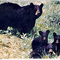 black bear and cubs in Laurel Ridge State Park