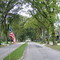 Luzzern street oldest stand of American Elms.