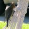Female Cedar Waxwing picking apart my hammock!