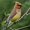 Cedar Waxwing, female