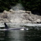 orca herding fish by shore next to perry island