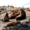 egg rocks sea lions