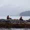 Stoic Sealions