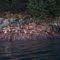 sealion colony