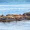 The group of  Sea Lion 　トドのお昼寝