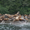 Perry Island-Sea Lions
