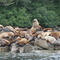 Sea Lions