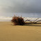 Driftwood on Oregon Coast