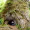 The Sitka Spruce is over 15 feet thick and was 225 feet tall until a windstorm in 1962 broke off the top 35 feet. It started its life 500 years age.