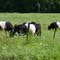 Peaceful Pasture