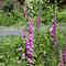 Wildflowers