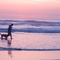 A Man and his dog at sunset