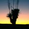 Yucca Palm Sun Set