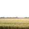 Wheat Field in Washita Valley
