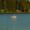 Pelicans in Pelican Lake