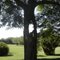 Interesting tree at Mt. Hope Farm