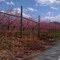Apple Orchard