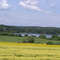 Mustard field Pond Shore Rd