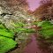 Scenery was dyed in cherry color.