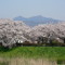 桜川の桜・cherry blossoms at Sakuragawa Tsuchiura