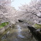 Sakura in Shinkawa, Manabe, Tsuchiura city, Japan
