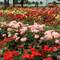 R S K Rose Garden @ 薔薇の香の 一花一花を 同じうせず (梅子)
