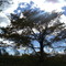 Elm tree of Obihiro-river side （帯広川沿い、ハルニレの木）