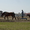 Obihiro BANNEI Horse race cource,Training （帯広ばんえい競馬場、調教風景）