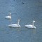 Swans on The Obihiro River　（帯広川の白鳥）