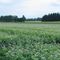 Potato field （馬鈴薯畑・芽室町）