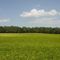 Beans field （豆畑）