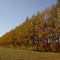 Larch Shelterbelt in autumn （秋の落葉松防風林・芽室町）