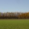 Larch Shelterbelt （落葉松防風林）