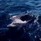 Dolphin sightseeing - Ariake sea entrance