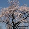 宝珠寺の姫枝垂桜
