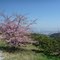  河津桜