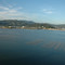 Oyster cultivation