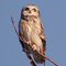 Short ear owl