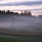 Hazy Morning Whitetails