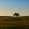 The Tree