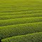 Tea plantation