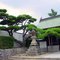 A Bonsai - Pine tree - in front of Kokubu Temple